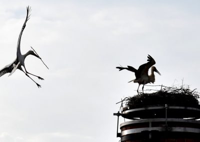 Storch im Anflug beim Nestbau