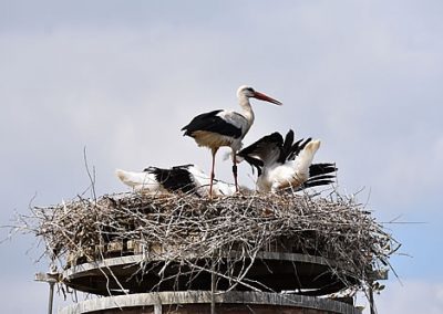 Mehrere Störche im Nest