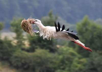 Fliegender Storch beim Nestbau